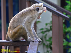 Macaca sinica