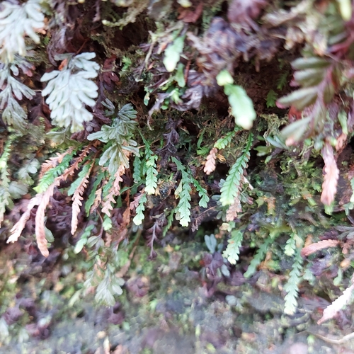 Stenogrammitis myosuroides observed 2022-03-21