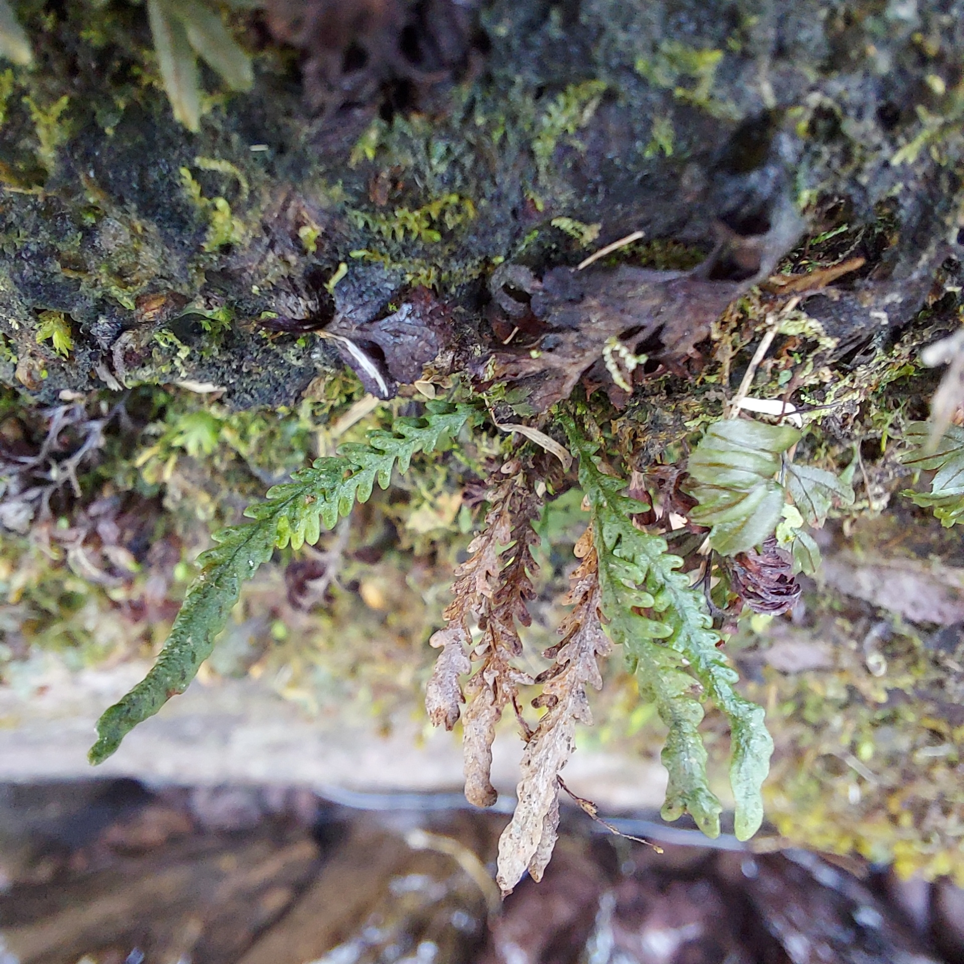 Stenogrammitis myosuroides