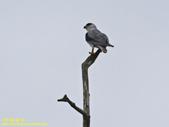 Elanus caeruleus vociferus