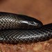Common Purple-glossed Snake - Photo (c) Joubert Heymans, some rights reserved (CC BY-NC-ND), uploaded by Joubert Heymans