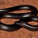 Purple-glossed Snakes - Photo (c) Joubert Heymans, some rights reserved (CC BY-NC-ND), uploaded by Joubert Heymans