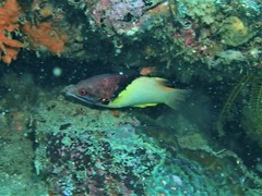 Bodianus mesothorax