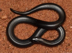 Amblyodipsas polylepis polylepis