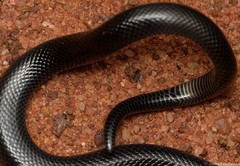 Amblyodipsas polylepis polylepis