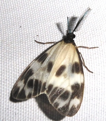Corma zenotia