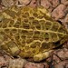 Edible Bullfrog - Photo (c) Joubert Heymans, some rights reserved (CC BY-NC-ND), uploaded by Joubert Heymans