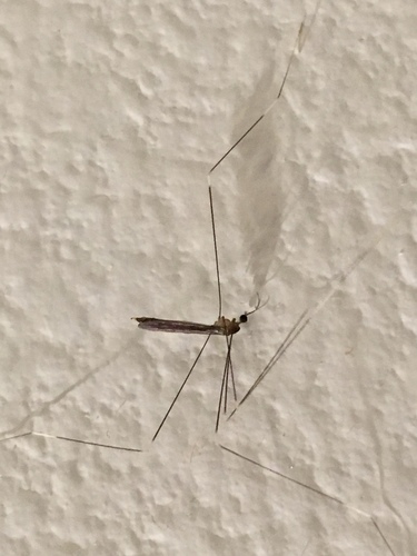 Crane fly