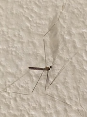 Trentepohlia australasiae