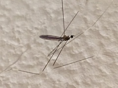 Trentepohlia australasiae