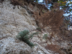 Artemisia capillaris