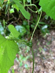 Zehneria