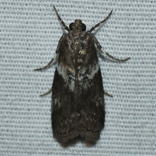 Salebriaria fasciata photo 5