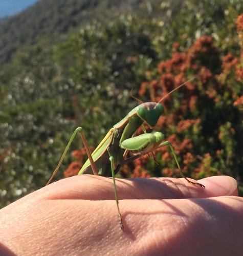 Mantide religiosa