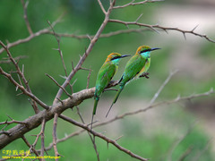 Merops orientalis ceylonicus