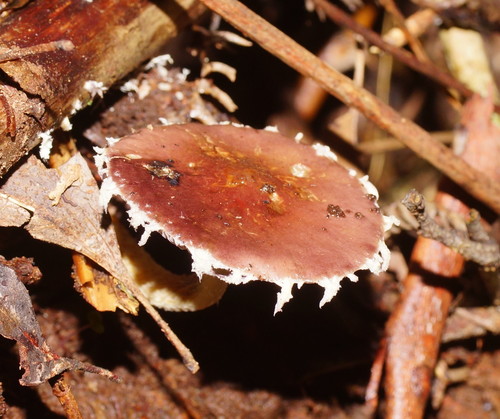 Psilocybe formosa image