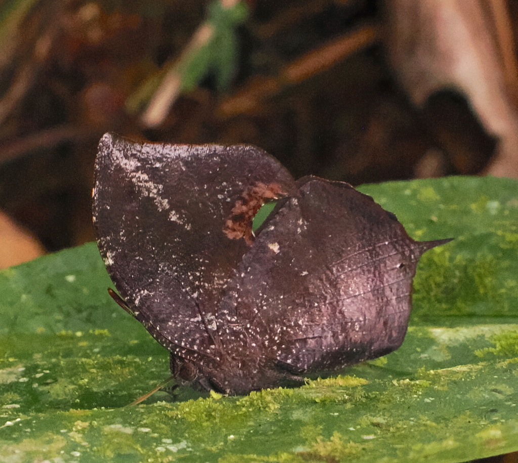 Memphis pseudiphis