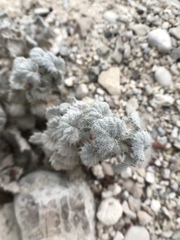 Forsskaolea tenacissima
