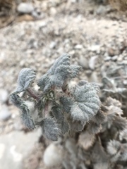 Forsskaolea tenacissima