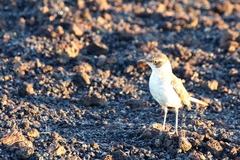 Mimus parvulus parvulus