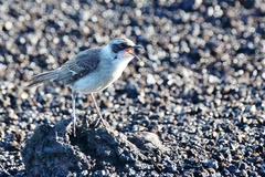 Mimus parvulus parvulus