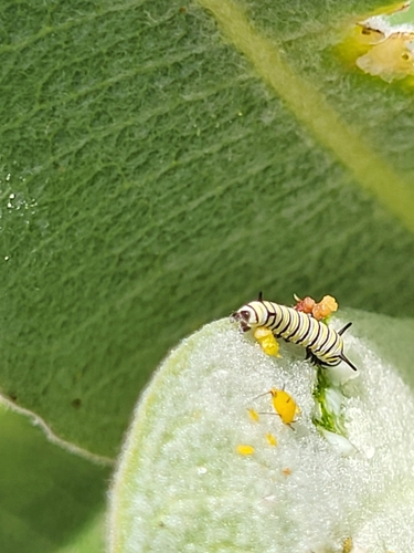 Monarch photographed in Nevada