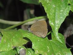 Arhopala