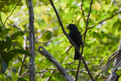 Grand Cayman Bullfinch (Melopyrrha taylori), photo 7