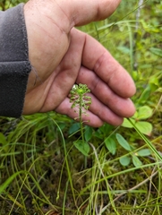 Media resource of Malaxis unifolia