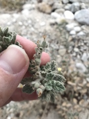 Heliotropium arbainense