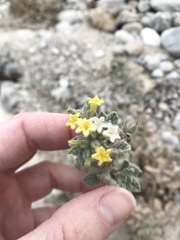 Heliotropium arbainense