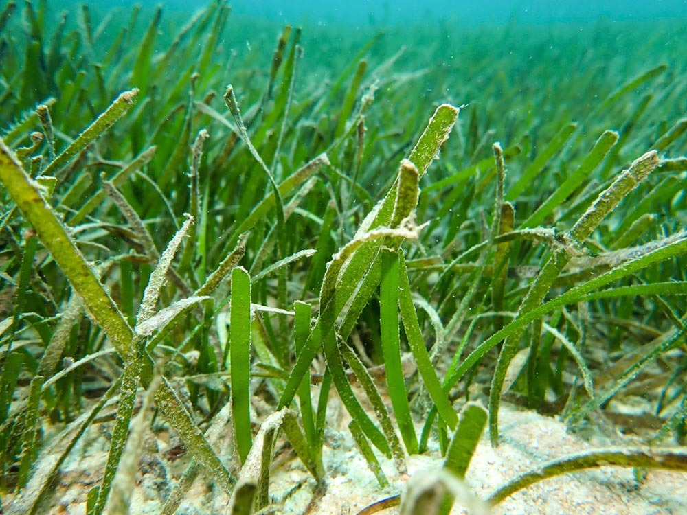 Cymodocea rotundata