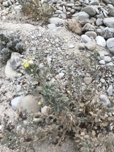 Heliotropium arbainense