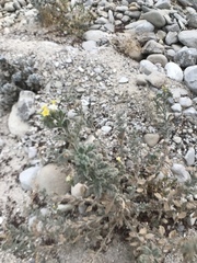 Heliotropium arbainense