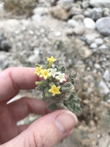 Heliotropium arbainense