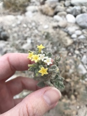 Heliotropium arbainense