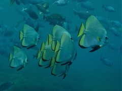 Platax boersii