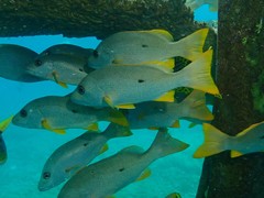Lutjanus monostigma