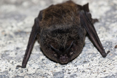 Barbastella barbastellus