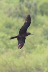 Anous stolidus galapagensis