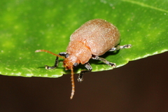 Menippus cynicus