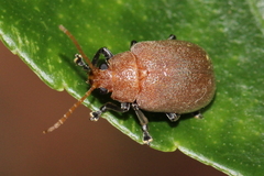 Menippus cynicus