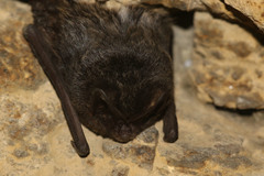 Barbastella barbastellus