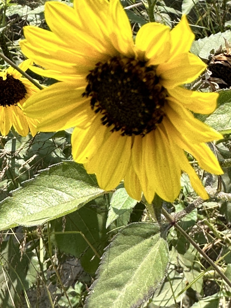 Common Sunflower from Center St, Los Angeles, CA, US on July 5, 2023 at