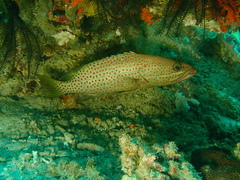 Anyperodon leucogrammicus