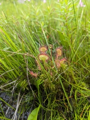 Drosera rotundifolia image