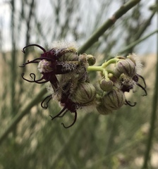 Periploca aphylla