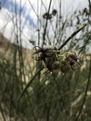 Periploca aphylla