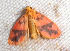 Miltochrista arcuata