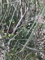 Periploca aphylla